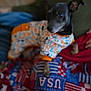 Liberty is registered to the contest to win money with this photo: dog, pajamas, blanket, usa, indoor, pet, animal, fabric, pattern, colorful, small_dog, cozy, candid, fur, paw, clothing, resting, home, blurred, cute