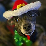 Liberty joined the competition — help win amazing prizes! adorable, animal, black_dog, blurred_background, bow_tie, celebration, christmas, close_up, costume, cute, decorative, dog, expressive_eyes, festive, hat, holiday, indoor, pet, portrait, santa_hat