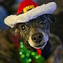 dog, close_up, pet, animal, holiday, christmas, hat, santa_hat, bow_tie, festive, cute, black_dog, portrait, indoor, decorative, costume, celebration, blurred_background, expressive_eyes, adorable