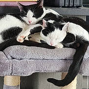 Zorro Et Loulou a rejoint le concours — aidez-le/la à gagner de superbes lots ! cats, two_cats, black_and_white, sleeping, cuddling, pet, feline, cat_tree, scratching_post, fur, whiskers, pink_nose, closed_eyes, relaxed, indoors, cozy, blanket, furniture, tail, animal_portrait