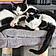Zorro Et Loulou