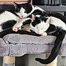 cats, two_cats, black_and_white, sleeping, cuddling, pet, feline, cat_tree, scratching_post, fur, whiskers, pink_nose, closed_eyes, relaxed, indoors, cozy, blanket, furniture, tail, animal_portrait