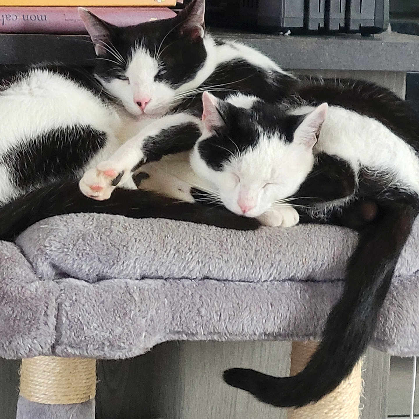Zorro Et Loulou a rejoint le concours — aidez-le/la à gagner de superbes lots ! cats, two_cats, black_and_white, sleeping, cuddling, pet, feline, cat_tree, scratching_post, fur, whiskers, pink_nose, closed_eyes, relaxed, indoors, cozy, blanket, furniture, tail, animal_portrait