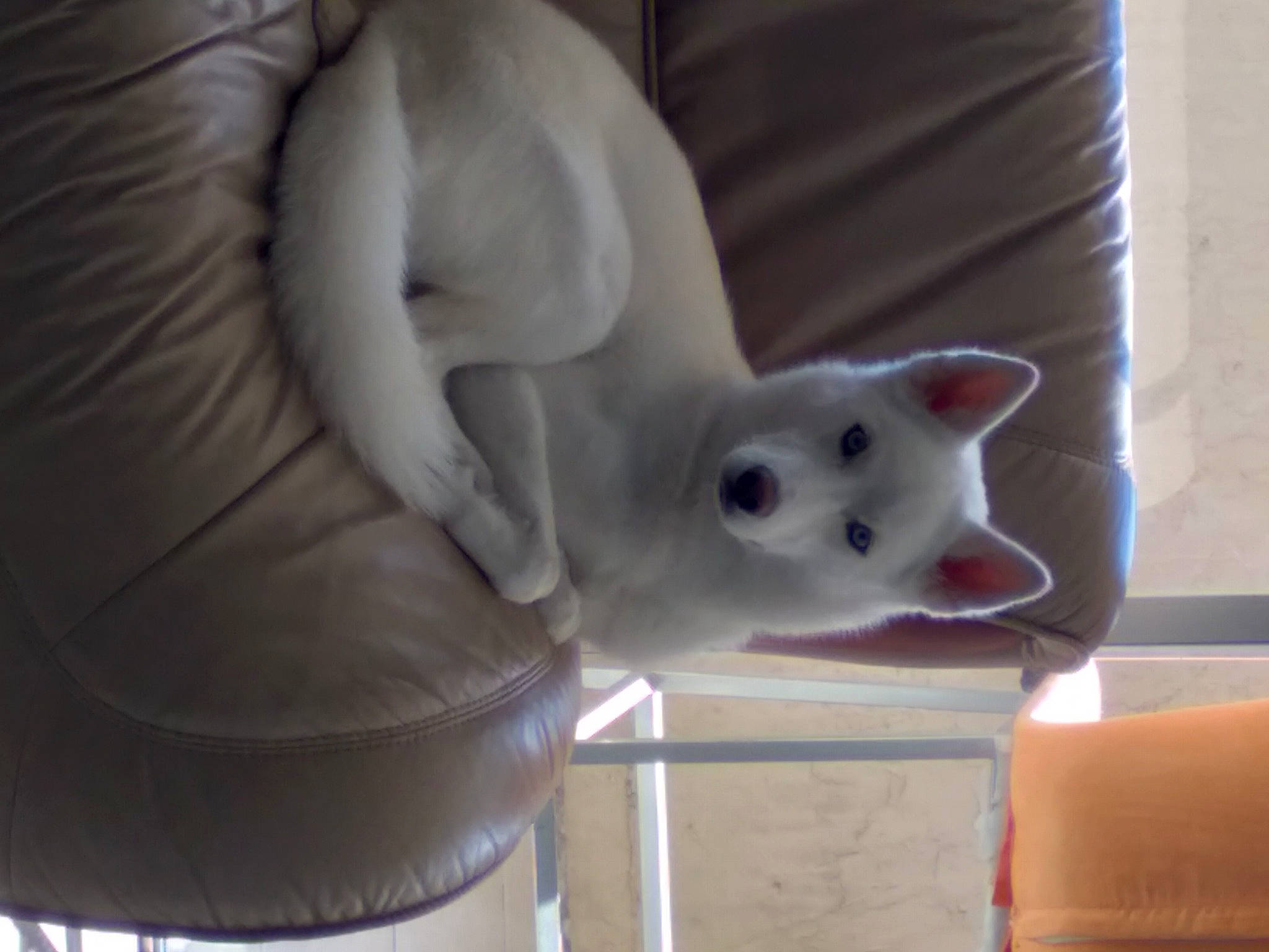 Cloe is registered to the contest to win money with this photo: canidae, carnivore, comfort, companion_dog, couch, dog, dog_breed, fawn, felidae, foot, fur, grey, paw, small_to_medium_sized_cats, snout, tail, whiskers, window, wood, working_animal