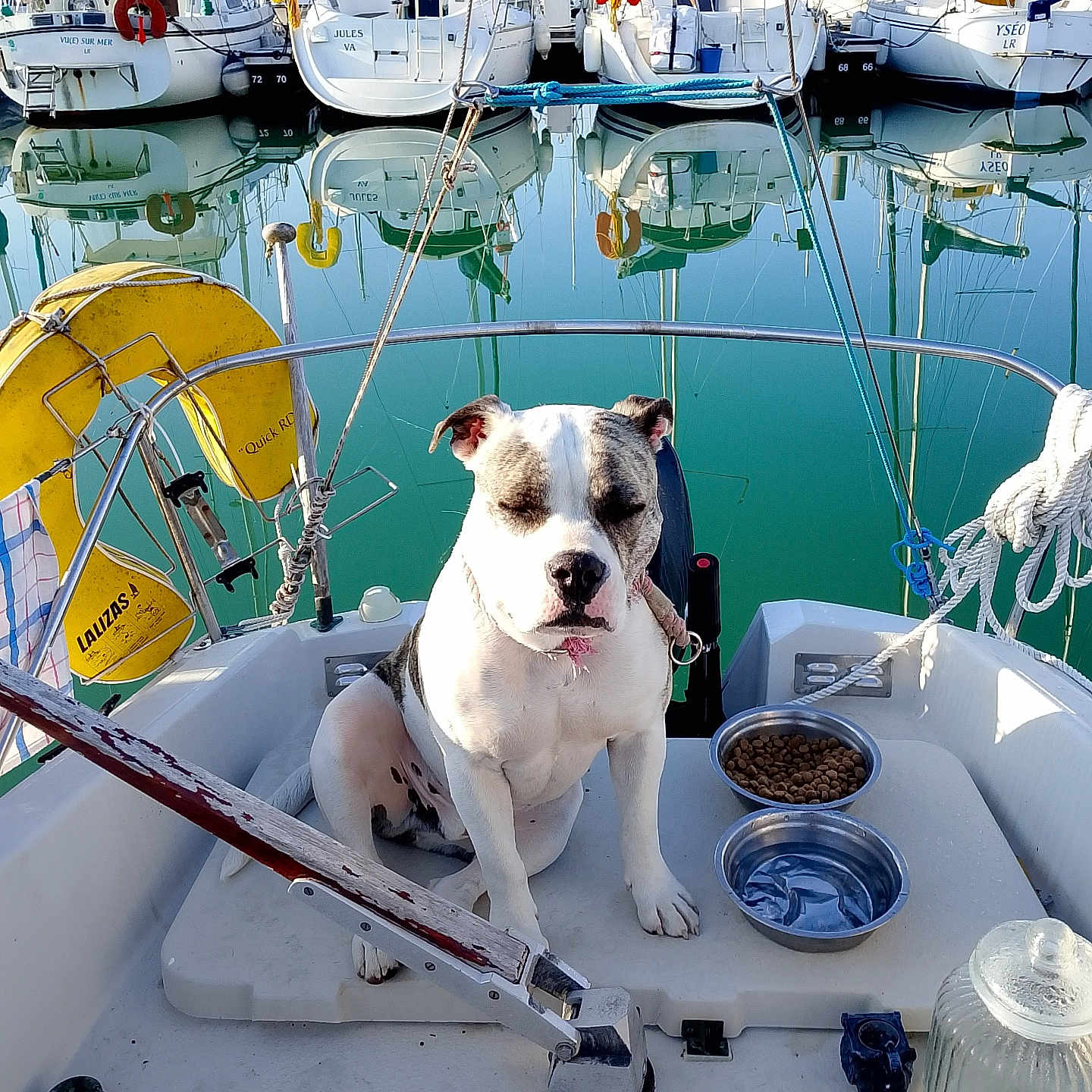 Bredda a rejoint le concours — aidez-le/la à gagner de superbes lots ! animal, boat, brown, calm, dock, dog, food_bowl, leash, life_preserver, marina, mast, outdoor, pet, reflection, rope, sky, water, water_bowl, white, yachts