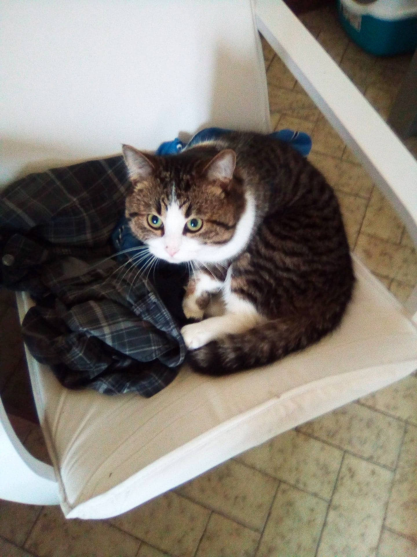 Tigrou participe au concours pour gagner de l'argent avec cette photo : american_shorthair, asian, box, carnivore, cat, domestic_short_haired_cat, dragon_li, european_shorthair, felidae, fur, kitten, small_to_medium_sized_cats, tabby_cat, whiskers