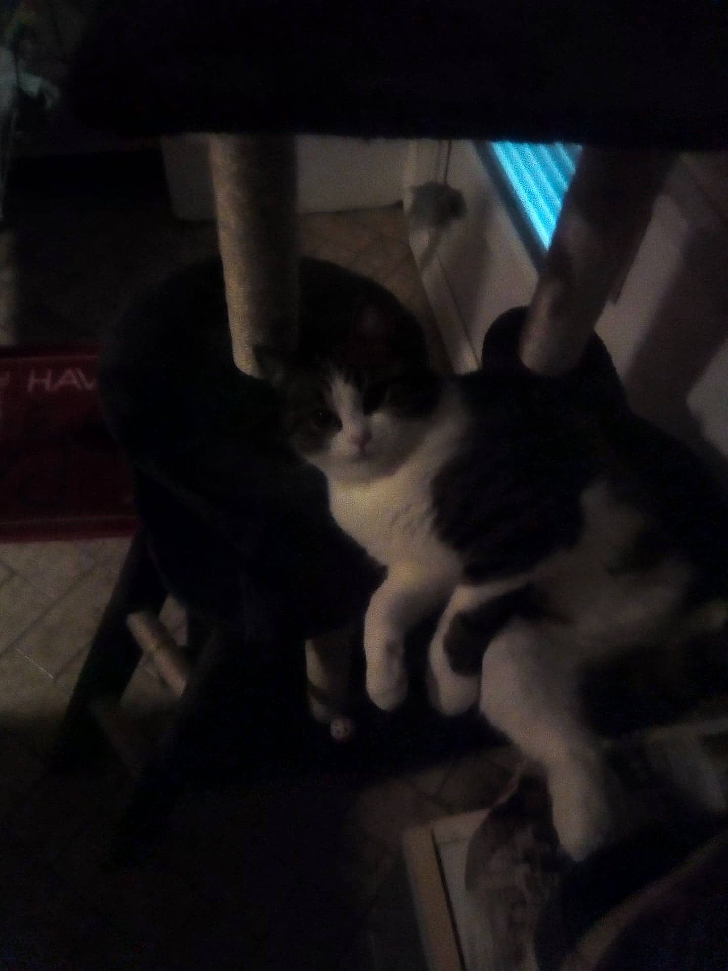 Tigrou participe au concours pour gagner de l'argent avec cette photo : black, cat, cloud, darkness, ear, felidae, fun, human, leg, midnight, night, photography, sitting, sky, small_to_medium_sized_cats, snapshot, square, white