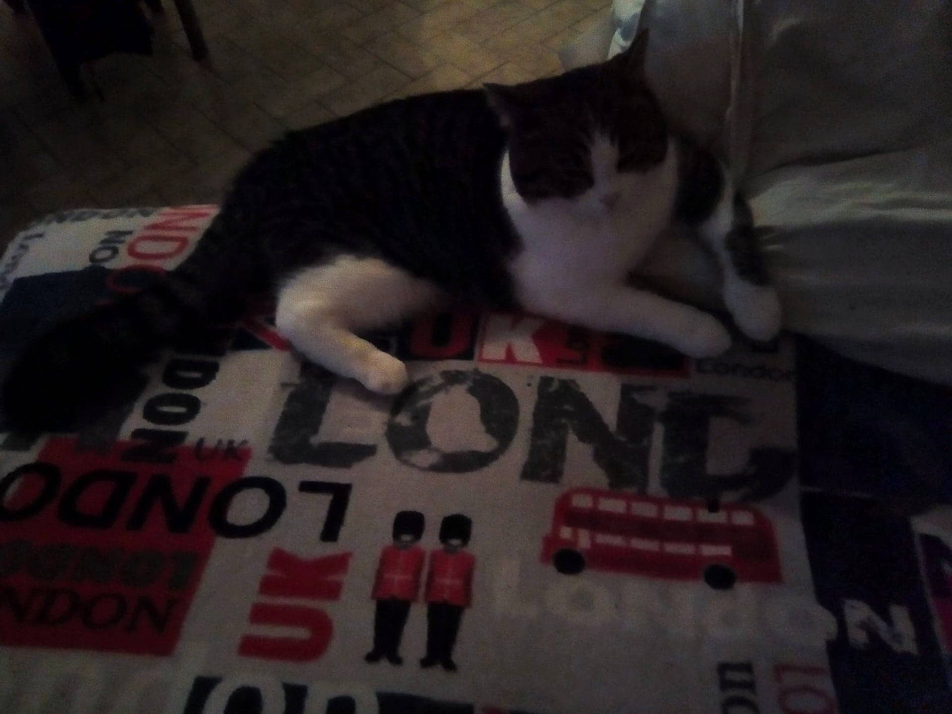 Tigrou participe au concours pour gagner de l'argent avec cette photo : carnivore, cat, domestic_short_haired_cat, felidae, fur, kitten, paw, photo_caption, polydactyl_cat, small_to_medium_sized_cats, snout, tail, whiskers