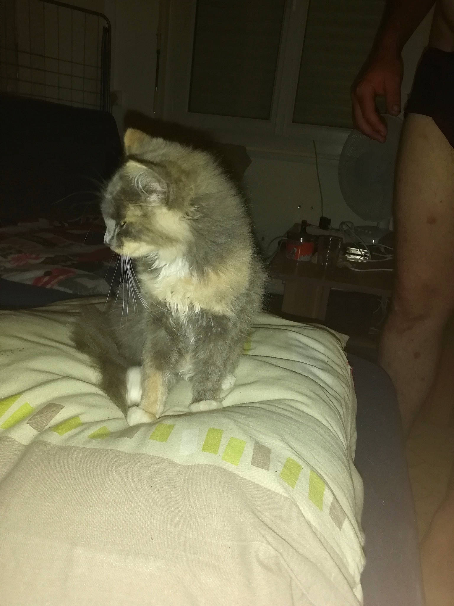 Chipi a rejoint le concours — aidez-le/la à gagner de superbes lots ! canidae, carnivore, cat, domestic_long_haired_cat, fawn, felidae, fur, kitten, norwegian_forest_cat, persian, small_to_medium_sized_cats, whiskers