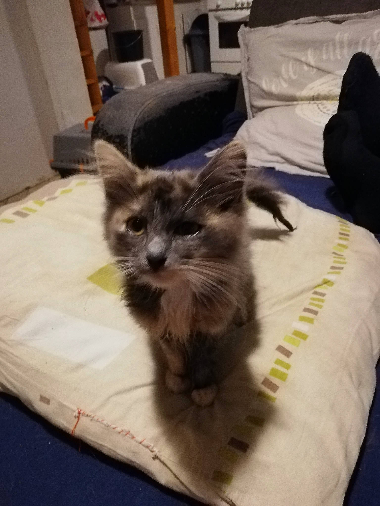 Chipi a rejoint le concours — aidez-le/la à gagner de superbes lots ! bed, carnivore, cat, domestic_long_haired_cat, felidae, fur, furniture, kitten, maine_coon, mammal, norwegian_forest_cat, small_to_medium_sized_cats, whiskers