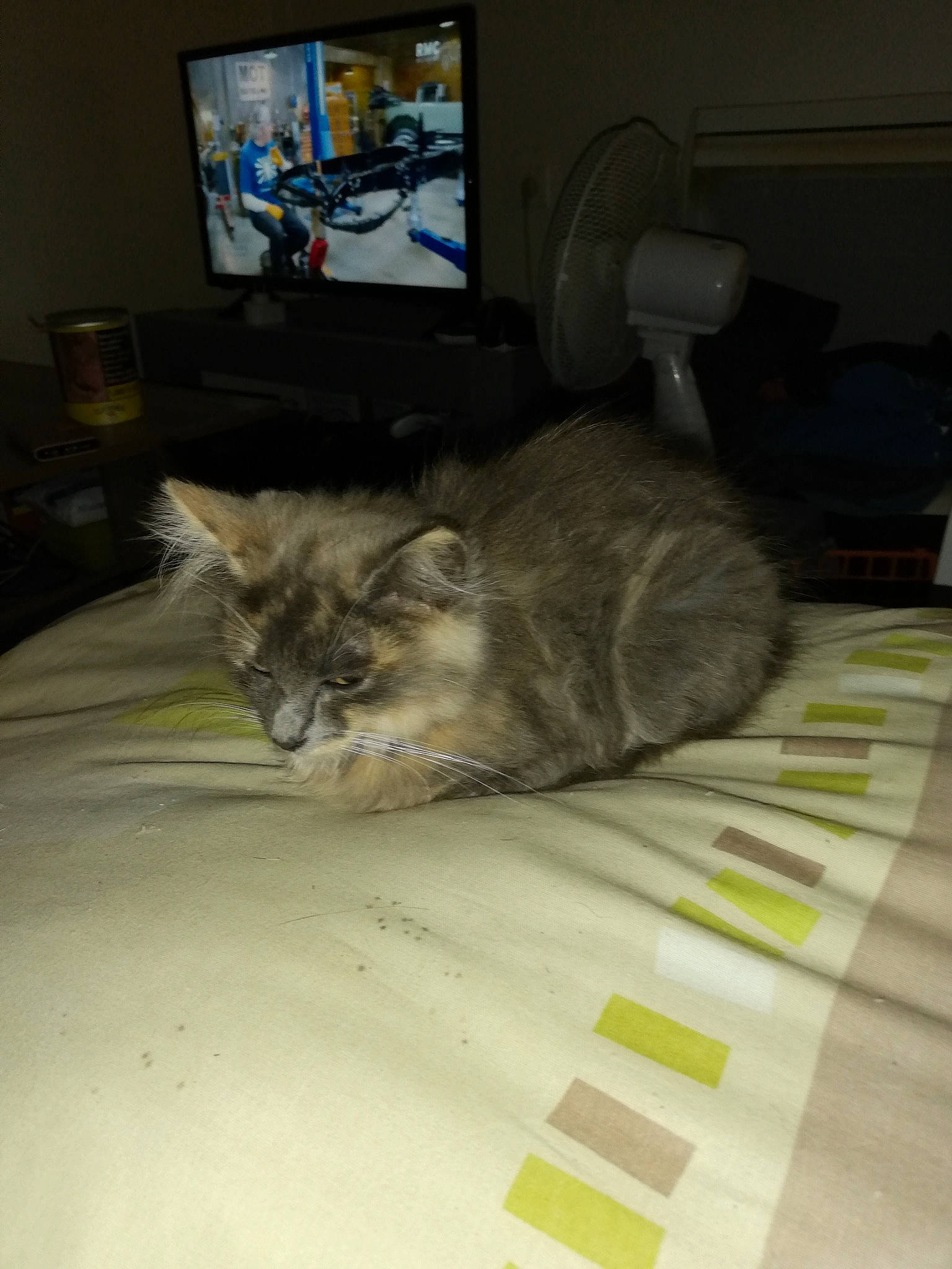 Chipi a rejoint le concours — aidez-le/la à gagner de superbes lots ! asian, carnivore, cat, domestic_long_haired_cat, domestic_short_haired_cat, european_shorthair, felidae, floor, flooring, fur, kitten, norwegian_forest_cat, room, small_to_medium_sized_cats, tabby_cat, tail, whiskers