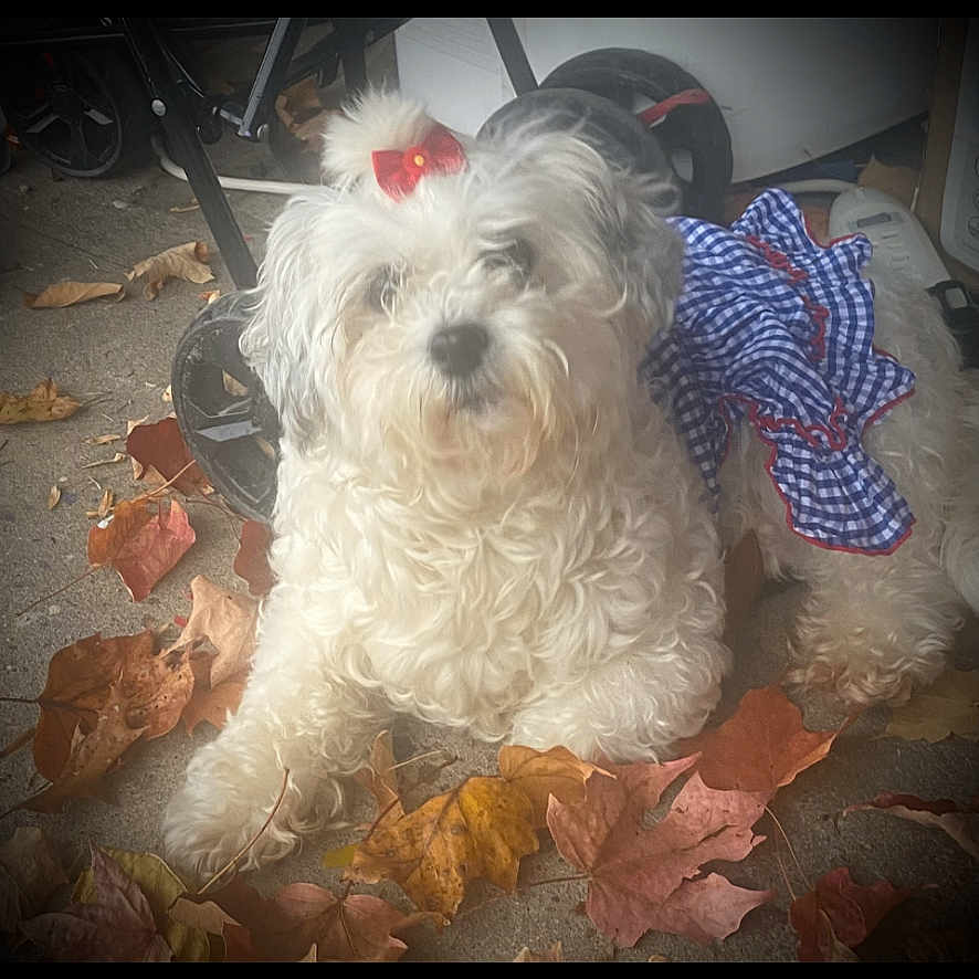 Bella is registered to the contest to win money with this photo: animal, animal_accessory, autumn_leaves, blue_dress, bow, checkered, cute, dog, dress, fall, fluffy, fur, leaves, outdoor, pet, phone_screen, portrait, sidewalk, small_dog, white_dog
