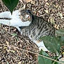 cat, tabby_cat, animal, outdoor, leaves, nature, green_leaves, resting, fur, white_paws, ground, relaxing, mammal, wildlife, pet, tree, branch, leaf_litter, camouflage, quiet