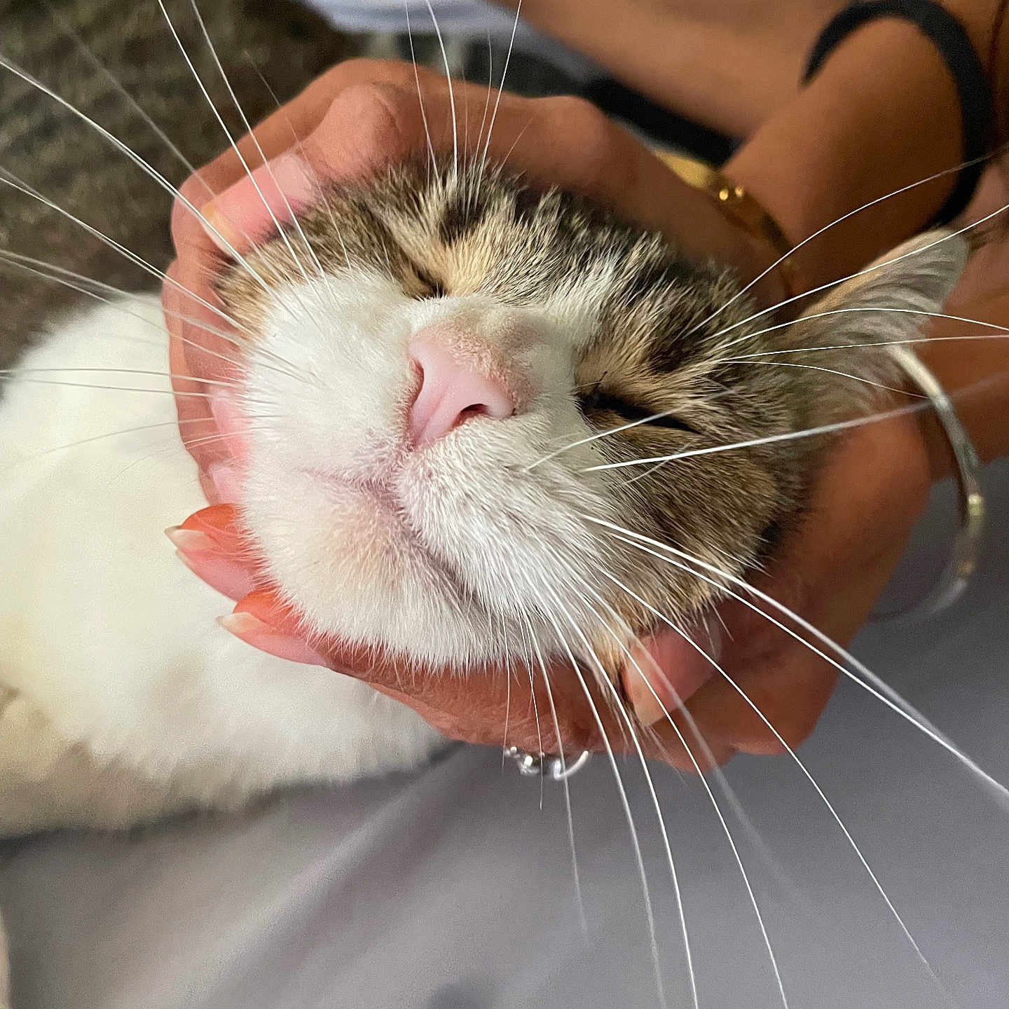 Zephaniah joined the competition — help win amazing prizes! adorable, animal, cat, close_up, content, cute, domestic_animal, face, feline, friendly, fur, hands, human_hand, indoor, love, mammal, pet, pink_nose, relaxation, whiskers