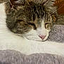 cat, sleeping, close_up, tabby, white_fur, feline, pet, cozy, soft_texture, blanket, whiskers, nose, ears, indoor, resting, fur, portrait, cute, relaxed, domestic_cat