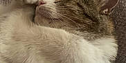 Zephaniah joined the competition — help win amazing prizes! cat, sleeping, paw, fur, cozy, blanket, cute, domestic_animal, whiskers, relaxed, pet, animal, fur_texture, closeup, indoor, resting, tabby, mammal, quiet, soft