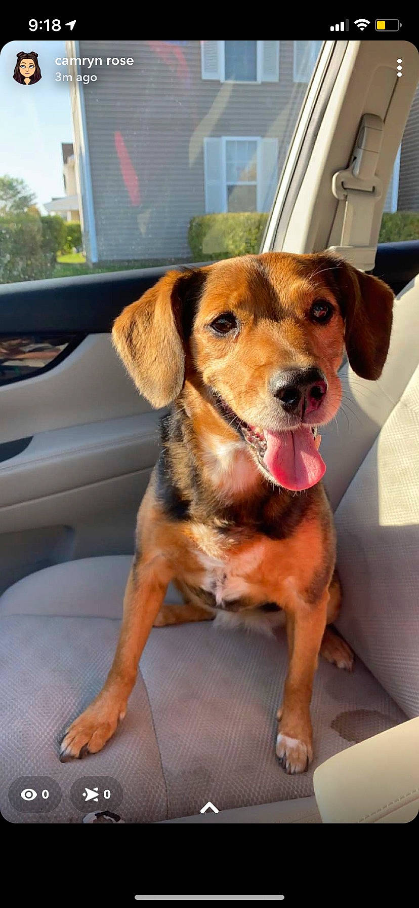 Dori joined the competition — help win amazing prizes! automotive_lighting, bumper, canidae, car, carnivore, collar, companion_dog, dog, dog_breed, door, fawn, hood, liver, snout, sporting_group, vehicle, vehicle_door, whiskers, window, working_animal