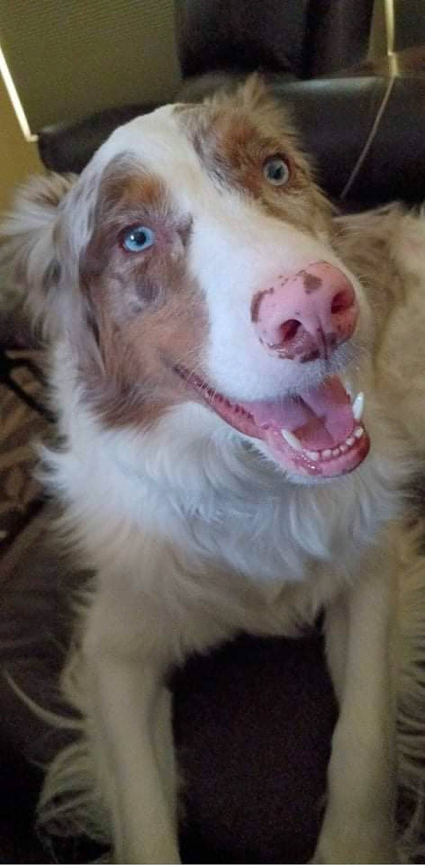 Ash is registered to the contest to win money with this photo: carnivore, companion_dog, dog, dog_breed, ear, eye, fang, fawn, fur, hair, happy, head, human_body, jaw, liver, smile, snout, sporting_group, whiskers, working_animal