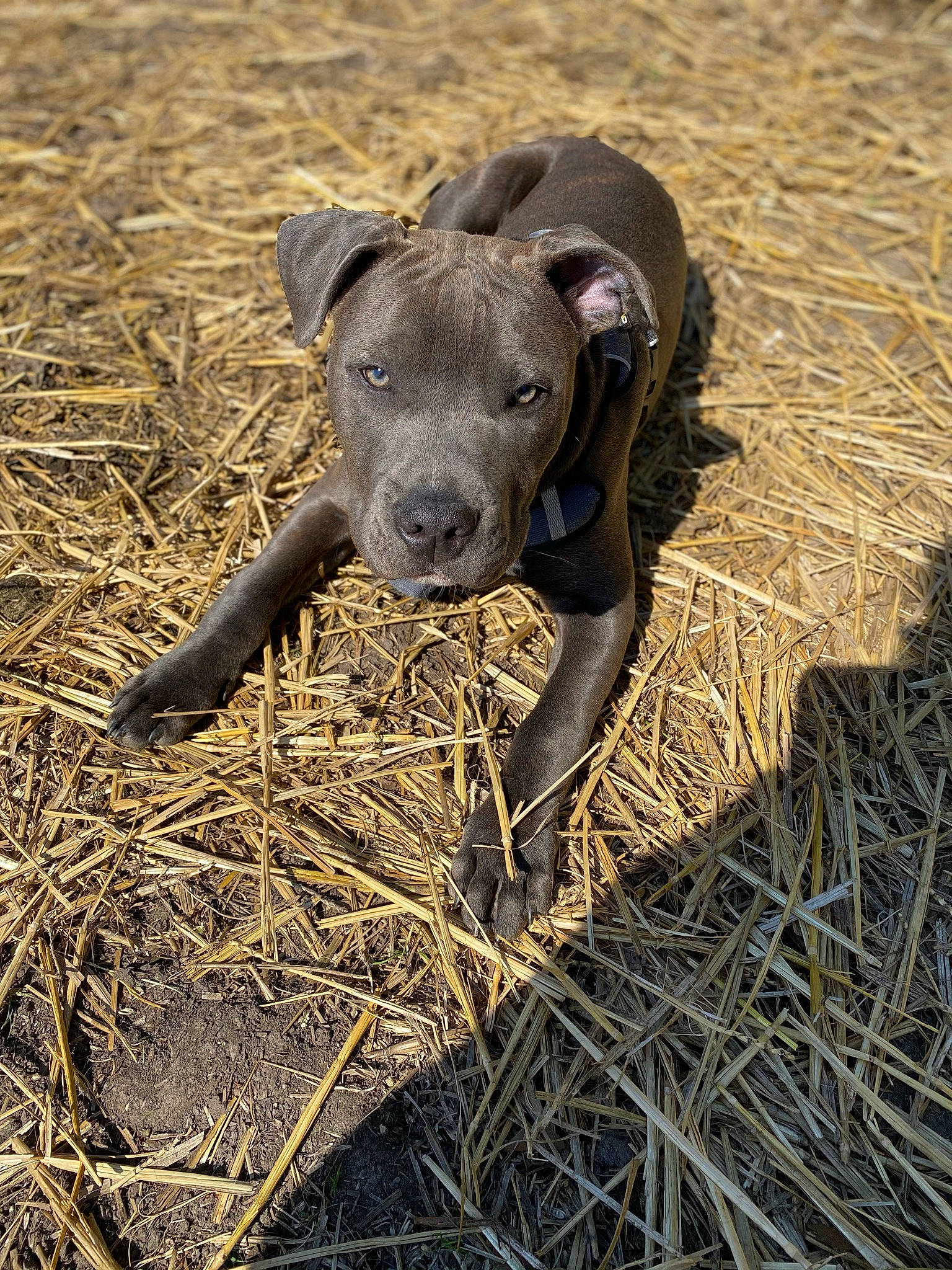 Rezan participe au concours pour gagner de l'argent avec cette photo : agriculture, canidae, carnivore, companion_dog, dog, dog_breed, field, grass, grassland, hay, landscape, non_sporting_group, pet_supply, prairie, shadow, soil, sporting_group, straw, terrestrial_animal, working_animal