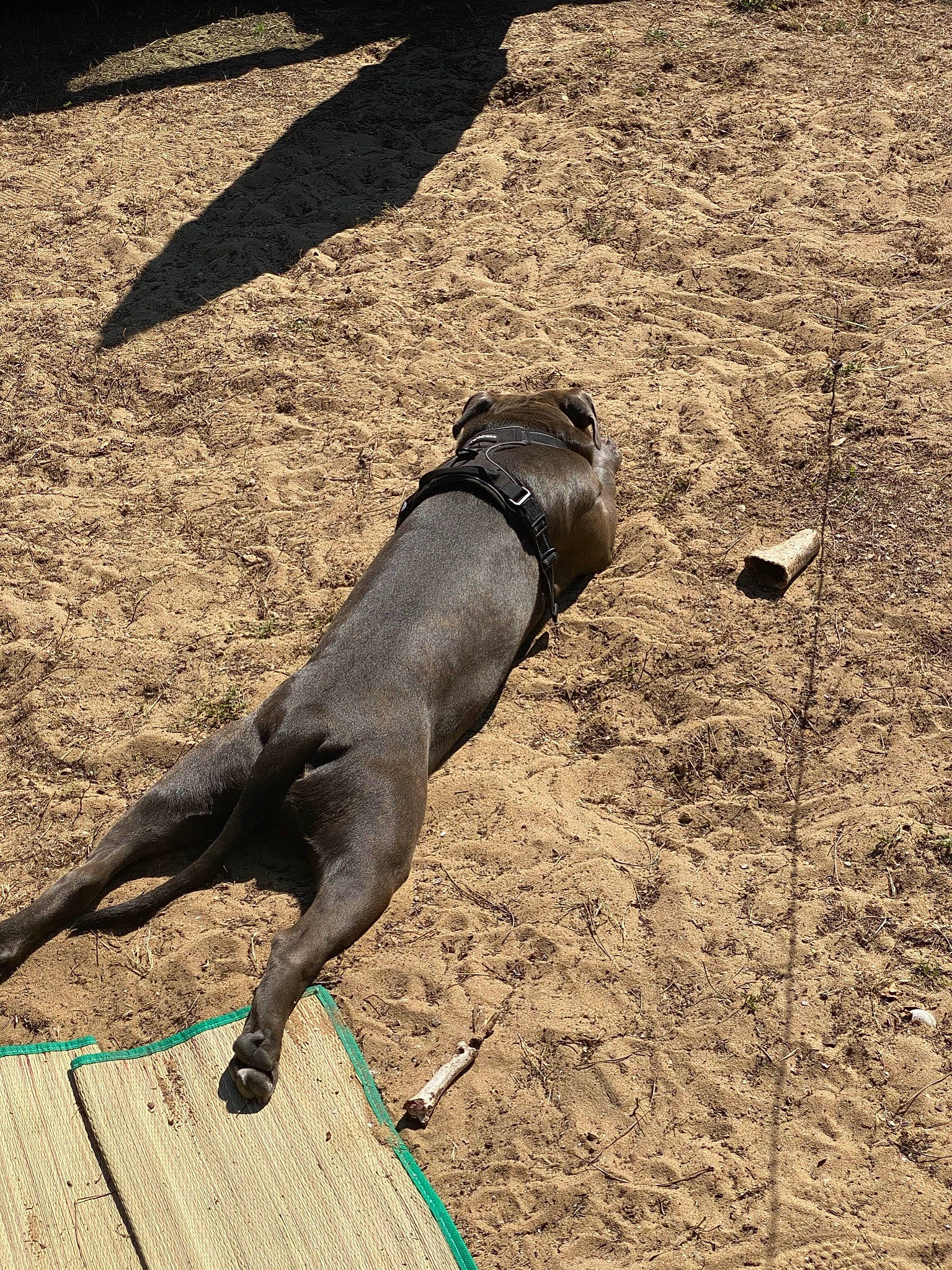 Rezan a rejoint le concours — aidez-le/la à gagner de superbes lots ! animal_sports, carnivore, collar, companion_dog, dog, dog_breed, dog_collar, fashion_accessory, fawn, grass, guard_dog, human_leg, leash, pet_supply, shadow, soil, sporting_group, tail, terrestrial_animal, working_animal