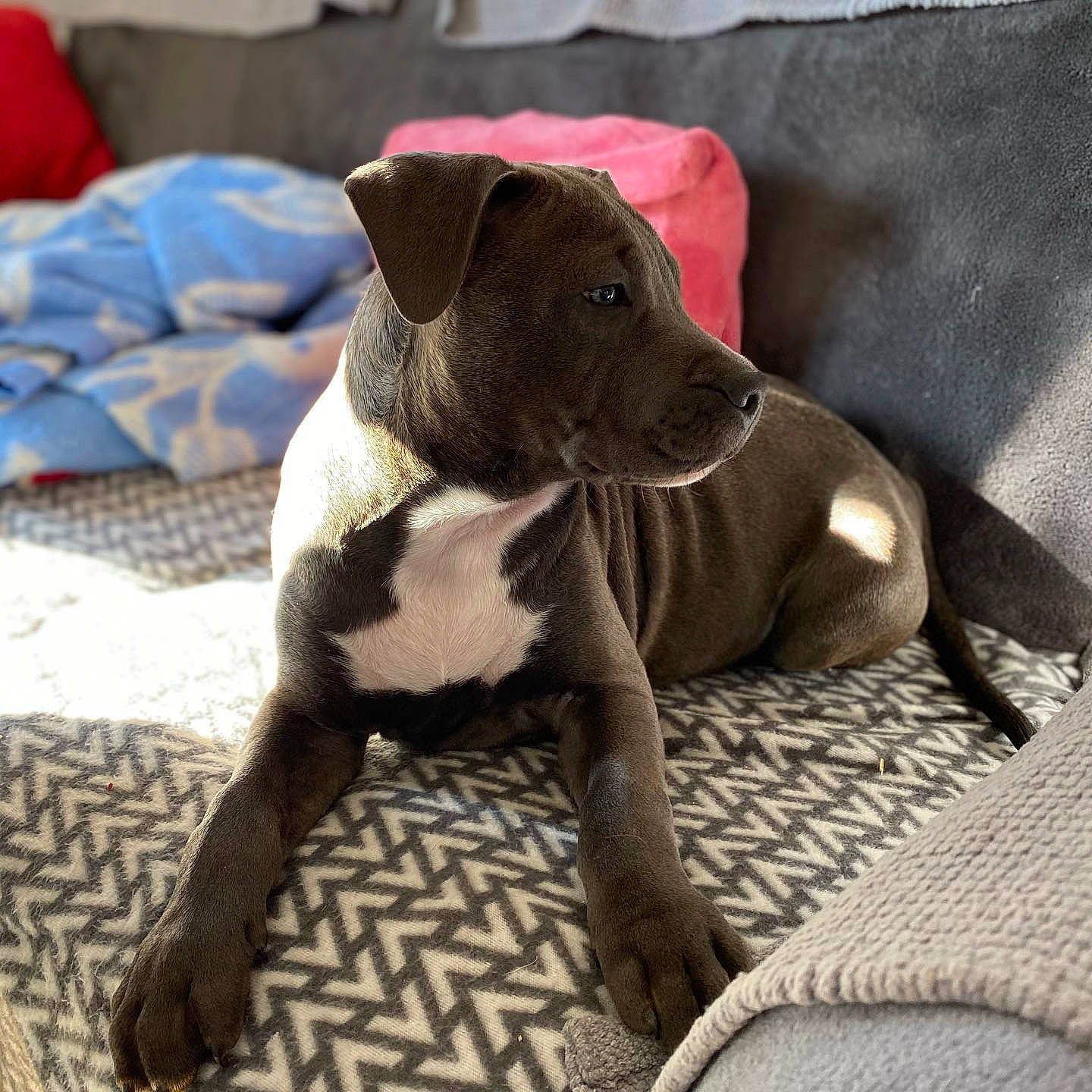 Rezan a rejoint le concours — aidez-le/la à gagner de superbes lots ! canidae, carnivore, collar, comfort, companion_dog, dog, dog_breed, dog_collar, dog_supply, fawn, grey, liver, non_sporting_group, paw, pet_supply, snout, sporting_group, terrestrial_animal, toy_dog, working_animal