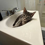 Pepper is registered to the contest to win money with this photo: cat, gray_tabby, sink, bathroom, faucet, chrome, curious, domestic, pet, feline, whiskers, ears, eyes, relaxed, indoor, white, clean, plumbing, shower_curtain, home