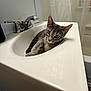 cat, gray_tabby, sink, bathroom, faucet, chrome, curious, domestic, pet, feline, whiskers, ears, eyes, relaxed, indoor, white, clean, plumbing, shower_curtain, home