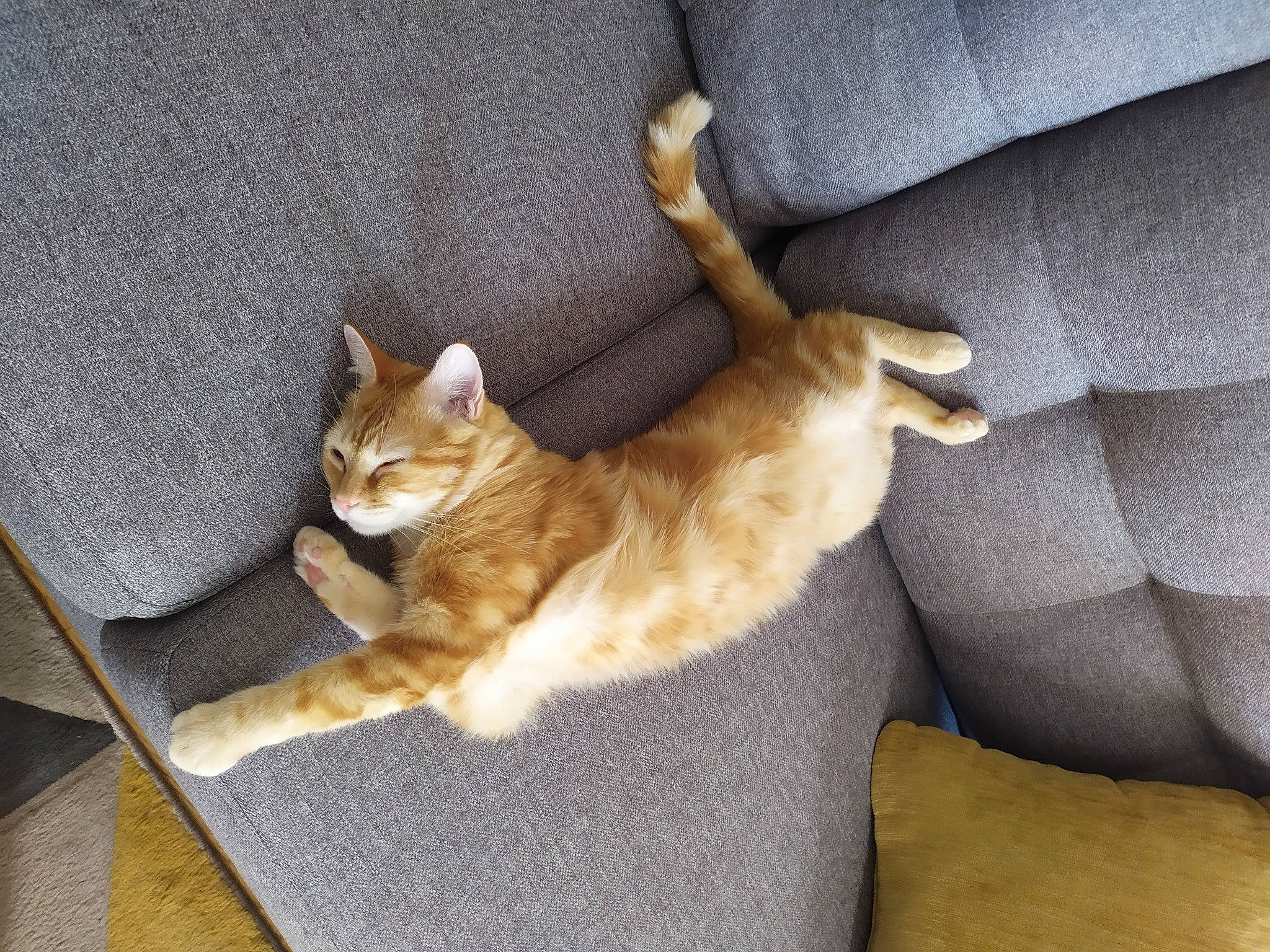 Gimli a rejoint le concours — aidez-le/la à gagner de superbes lots ! carnivore, cat, comfort, domestic_short_haired_cat, fawn, felidae, fur, paw, slipcover, small_to_medium_sized_cats, tail, whiskers