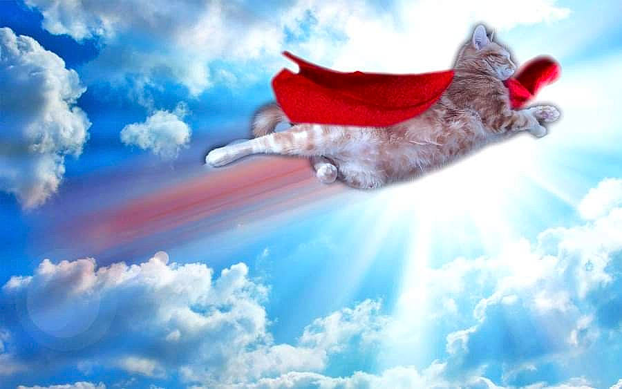 Gimli participe au concours pour gagner de l'argent avec cette photo : atmosphere, carnivore, cat, cloud, cumulus, daytime, felidae, fur, meteorological_phenomenon, paw, small_to_medium_sized_cats, tail