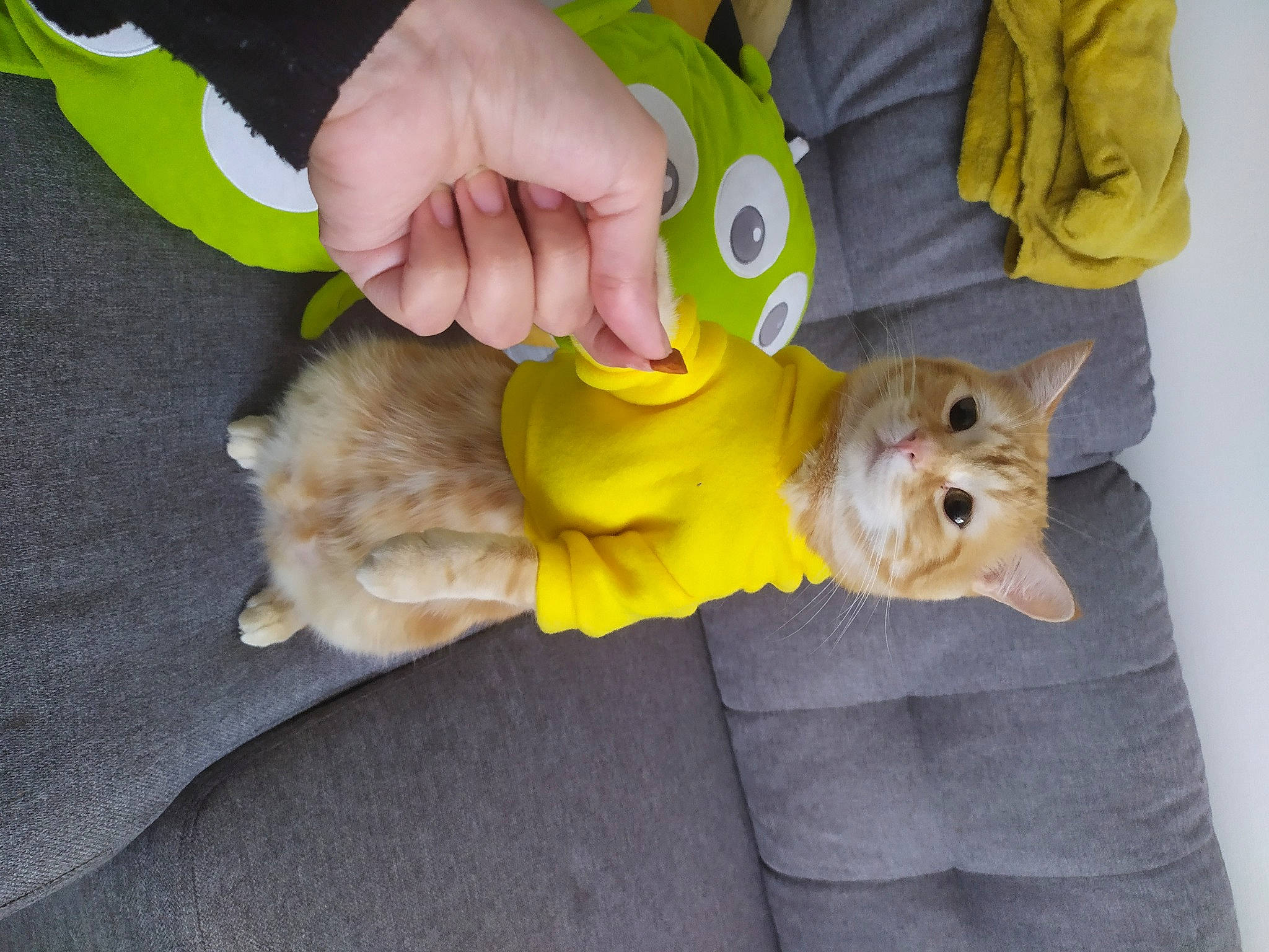 Gimli a rejoint le concours — aidez-le/la à gagner de superbes lots ! canidae, carnivore, dog, dog_breed, fawn, fur, non_sporting_group, puppy, small_terrier, stuffed_toy, toy, toy_dog, vertebrate, working_animal, yellow