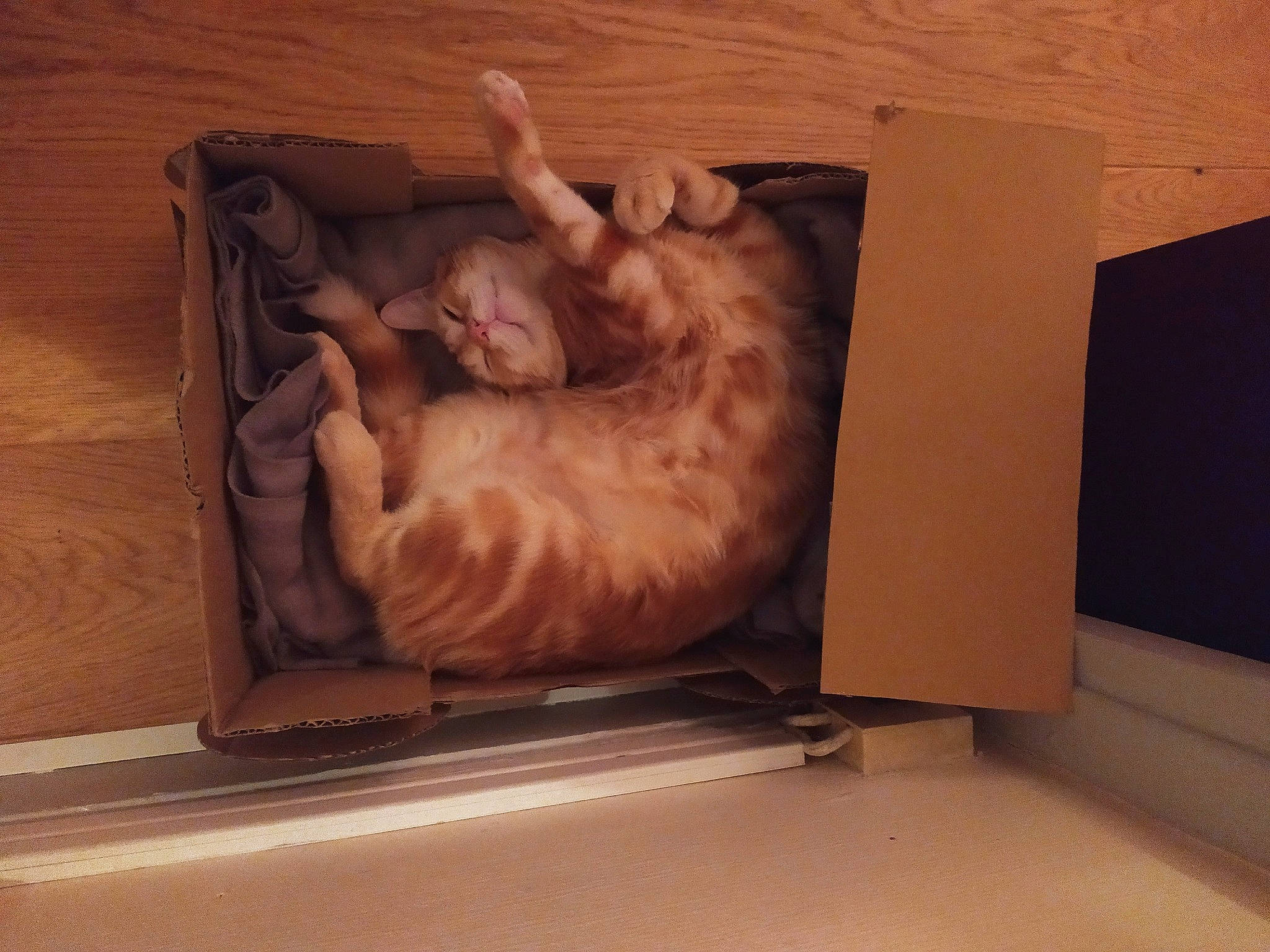 Gimli a rejoint le concours — aidez-le/la à gagner de superbes lots ! carnivore, cat, comfort, fawn, felidae, fur, liver, nap, paw, peach, pet_supply, plywood, sleep, small_to_medium_sized_cats, tail, wood_stain