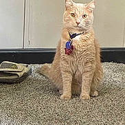 Simba joined the competition — help win amazing prizes! cat, ginger_cat, collar, tags, carpet, indoor, pet, feline, sitting, single_sandal, sole_shoe, floor, animal, domestic_cat, fur, whiskers, ears, alert, looking, pet_accessory