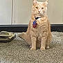 cat, ginger_cat, collar, tags, carpet, indoor, pet, feline, sitting, single_sandal, sole_shoe, floor, animal, domestic_cat, fur, whiskers, ears, alert, looking, pet_accessory