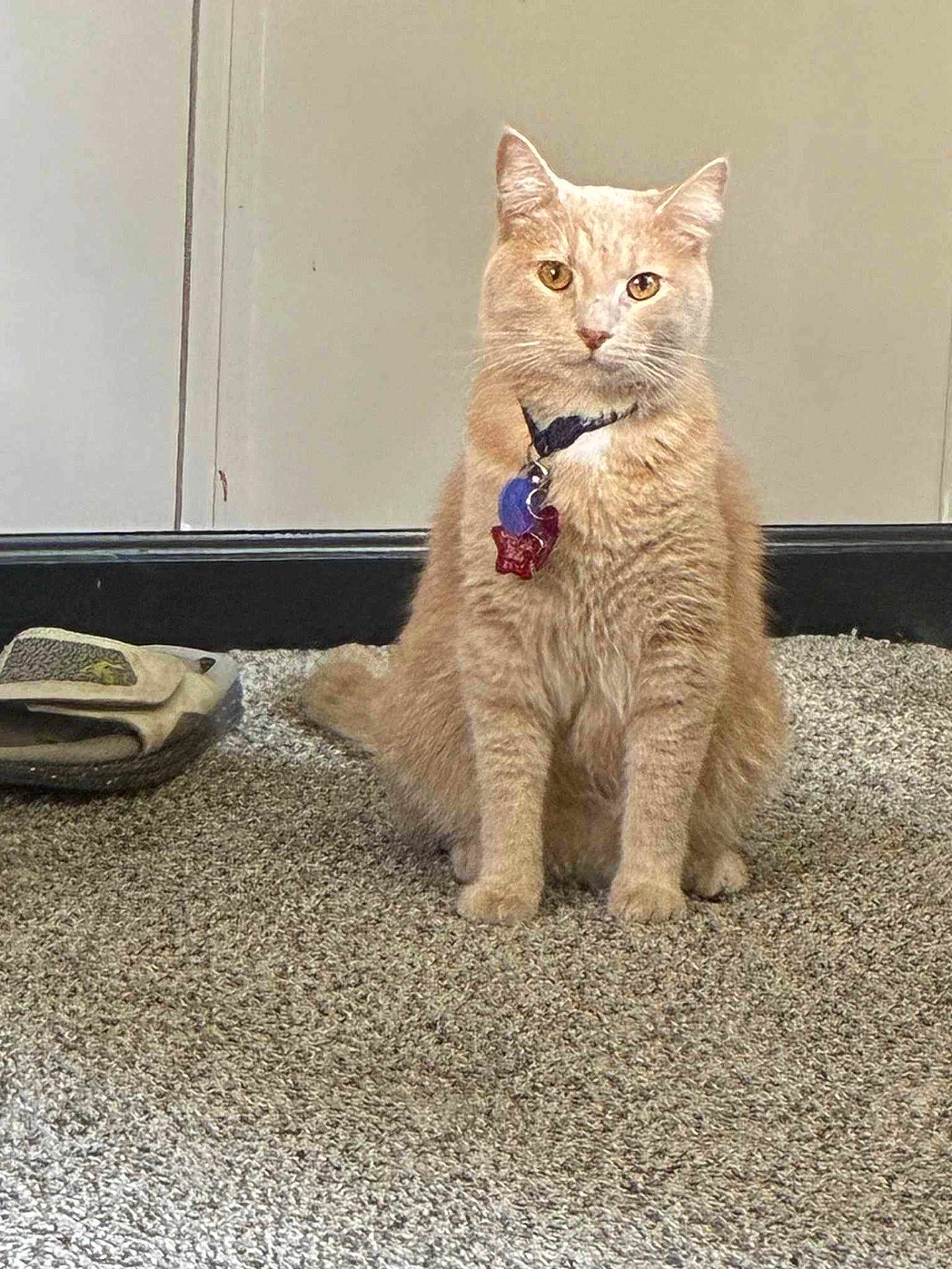 Simba