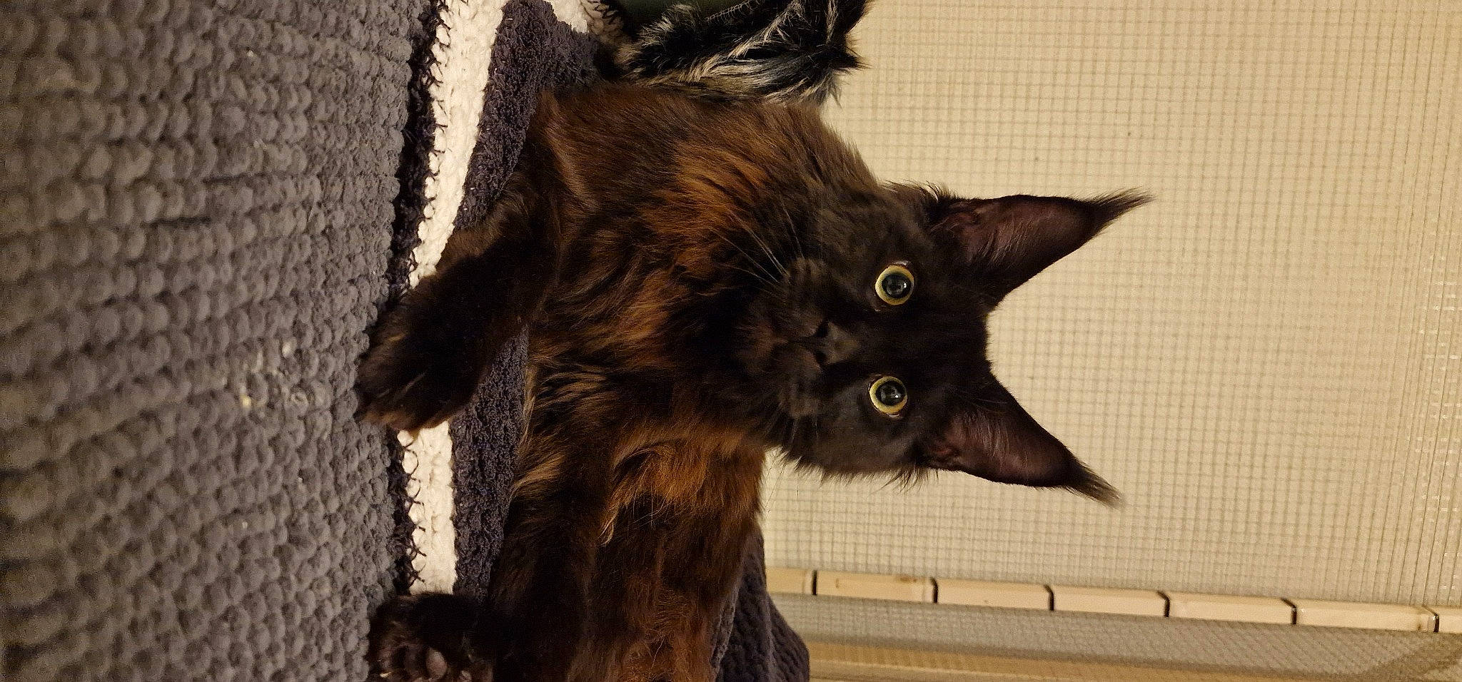 Jafar a rejoint le concours — aidez-le/la à gagner de superbes lots ! black_cat, carnivore, cat, claw, domestic_short_haired_cat, ear, felidae, fur, gesture, liver, small_to_medium_sized_cats, snout, tail, terrestrial_animal, whiskers, wildlife