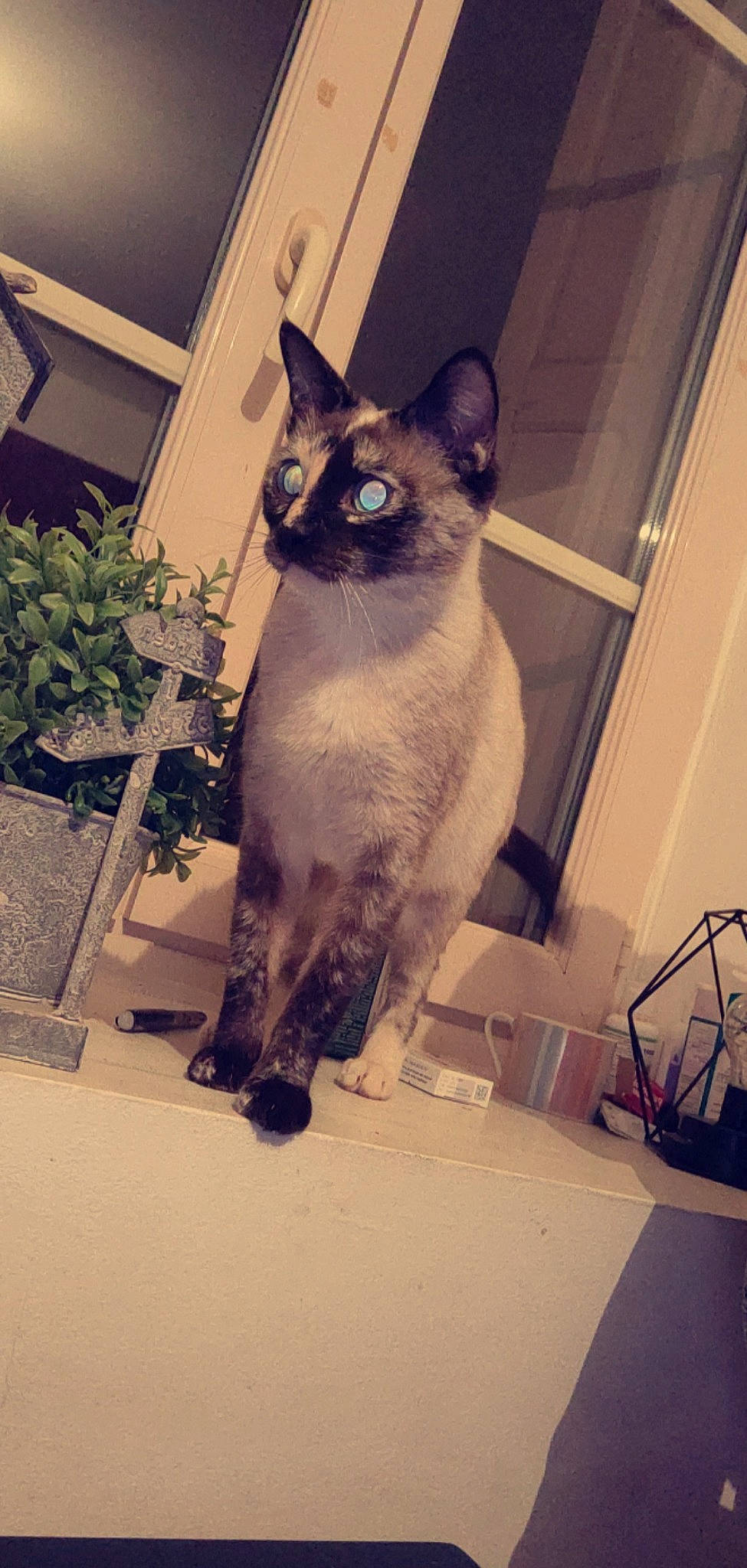 Bibi a rejoint le concours — aidez-le/la à gagner de superbes lots ! balinese, carnivore, cat, domestic_short_haired_cat, fawn, felidae, flowerpot, fur, head, houseplant, human_body, human_leg, plant, siamese, small_to_medium_sized_cats, snout, tail, thai, tints_and_shades, whiskers