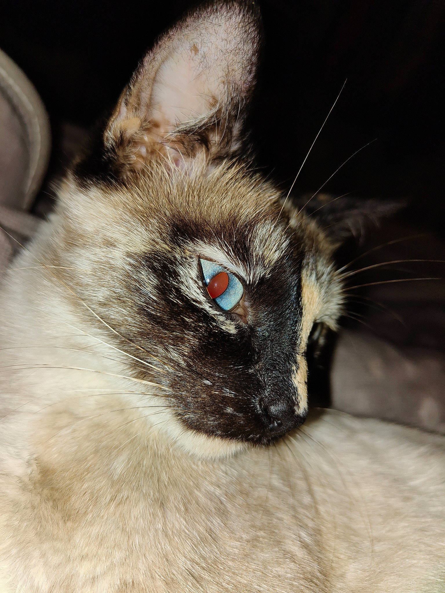 Bibi participe au concours pour gagner de l'argent avec cette photo : balinese, birman, carnivore, cat, domestic_short_haired_cat, ear, eyelash, fawn, felidae, fur, paw, siamese, small_to_medium_sized_cats, snout, thai, tonkinese, whiskers