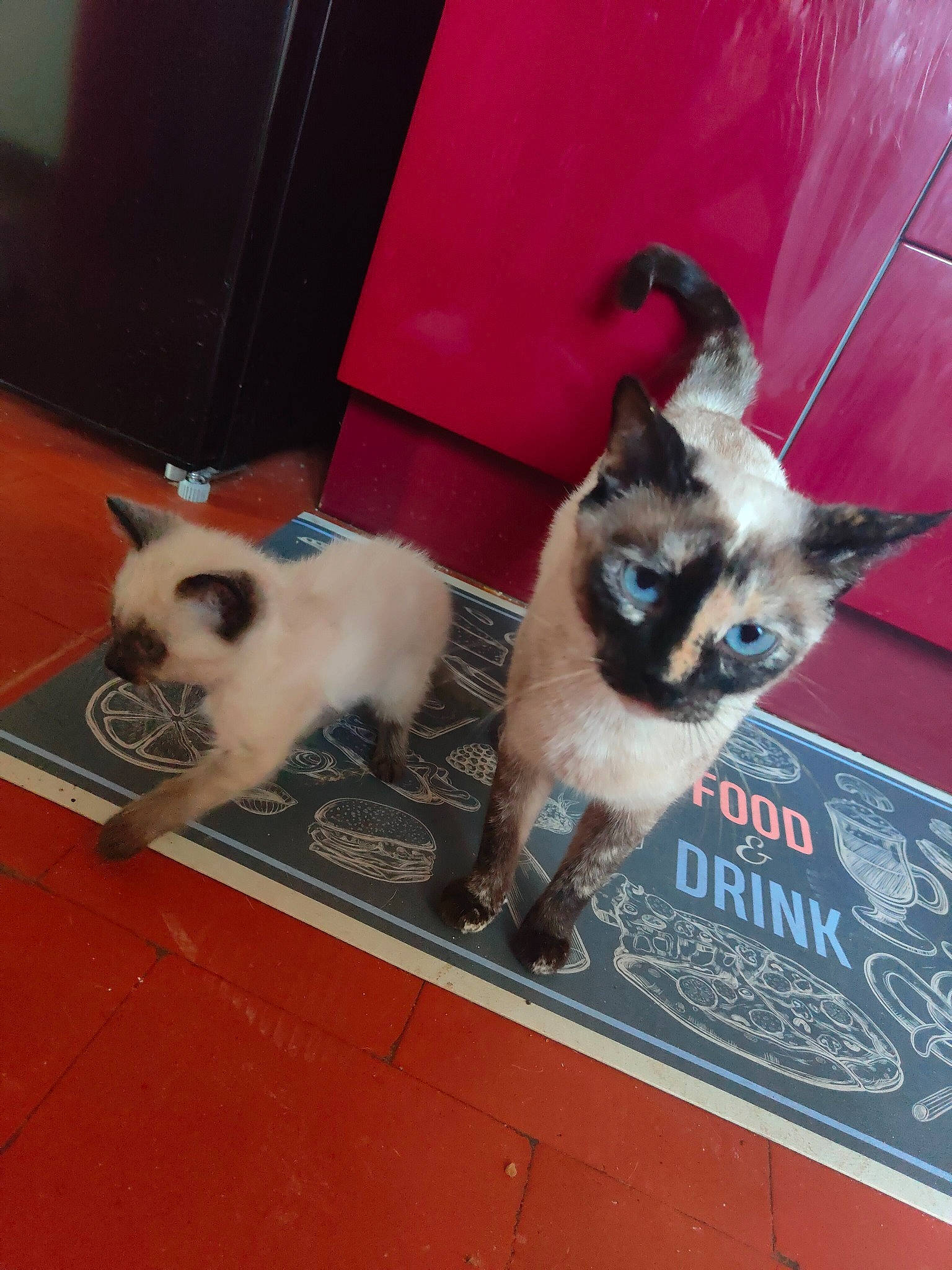 Bibi participe au concours pour gagner de l'argent avec cette photo : balinese, birman, carnivore, cat, fawn, felidae, flooring, fur, gas, paw, photo_caption, siamese, small_to_medium_sized_cats, snout, tail, terrestrial_animal, thai, tonkinese, whiskers