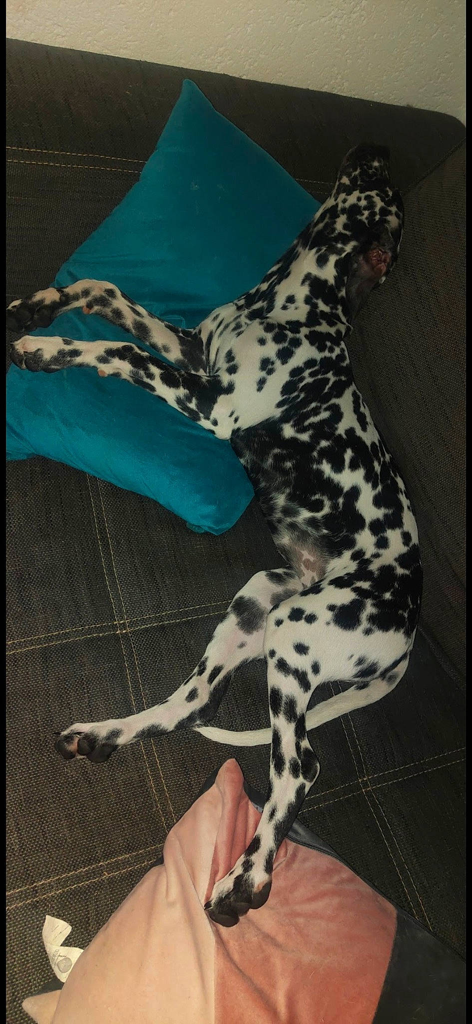 Topaz a rejoint le concours — aidez-le/la à gagner de superbes lots ! canidae, carnivore, companion_dog, dalmatian, dog, dog_breed, fawn, felidae, foot, fur, human_leg, knee, pattern, paw, snout, sporting_group, tail, terrestrial_animal, thigh, whiskers