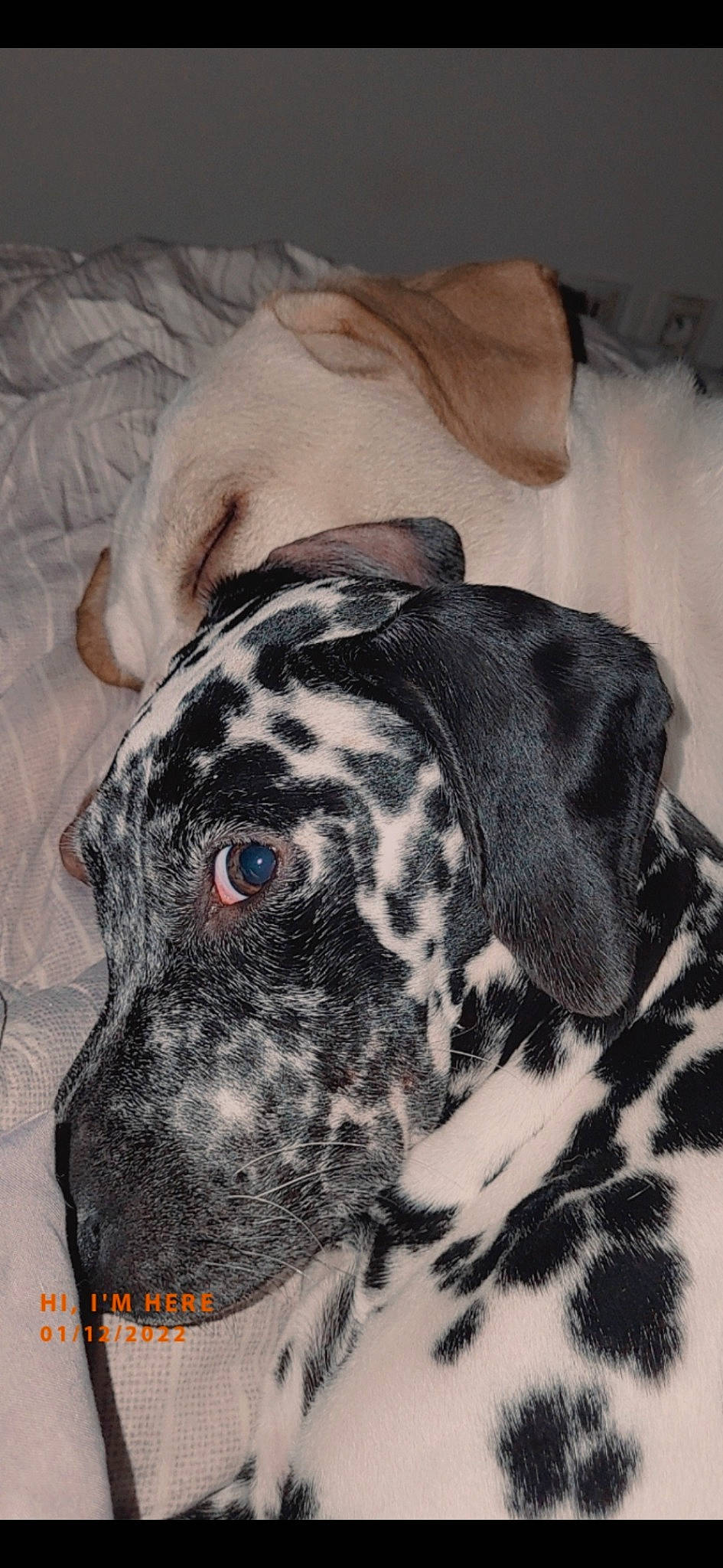 Topaz a rejoint le concours — aidez-le/la à gagner de superbes lots ! canidae, carnivore, collar, comfort, companion_dog, dalmatian, dog, dog_breed, fawn, fur, non_sporting_group, pattern, pet_supply, snout, sporting_group, terrestrial_animal, whiskers, working_animal