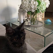 Azan a rejoint le concours — aidez-le/la à gagner de superbes lots ! kitten, cat, indoor, couch, glass_table, vase, flowers, white_flowers, curious, feline, pet, fur, ears, eyes, living_room, home, cozy, soft_light, furniture, relax