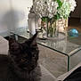 kitten, cat, indoor, couch, glass_table, vase, flowers, white_flowers, curious, feline, pet, fur, ears, eyes, living_room, home, cozy, soft_light, furniture, relax