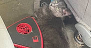 Salem Moon is registered to the contest to win money with this photo: cat, black_cat, feline, green_eyes, whiskers, lying_down, upside_down, car_interior, vehicle, seat, seatbelt, portable_device, red_and_black, fur, paws, ears, animal, pet, close_up, indoor