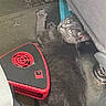 cat, black_cat, feline, green_eyes, whiskers, lying_down, upside_down, car_interior, vehicle, seat, seatbelt, portable_device, red_and_black, fur, paws, ears, animal, pet, close_up, indoor