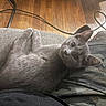 cat, gray_cat, kitten, pet, feline, animal, fur, whiskers, ears, eyes, portrait, close_up, lying_down, relaxed, cushion, sofa, indoor, hardwood_floor, cable, cozy