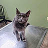 cat, gray_cat, animal, pet, feline, portrait, standing, green_eyes, ears, whiskers, fur, metal_table, examination_room, veterinary_clinic, indoor, green_wall, chair, serious_expression, close_up, photography