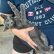 Salem Moon joined the competition — help win amazing prizes! cat, kitten, gray_cat, furry, pet, animal, indoor, person, arms, hands, held, lying_down, upside_down, paws, whiskers, green_eyes, navy_shirt, nautical_flags, floor, cute