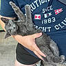 cat, kitten, gray_cat, furry, pet, animal, indoor, person, arms, hands, held, lying_down, upside_down, paws, whiskers, green_eyes, navy_shirt, nautical_flags, floor, cute