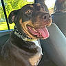 Haven is registered to the contest to win money with this photo: dog, canine, happy, smiling, tongue, open_mouth, brown_fur, black_fur, white_chest, collar, spiked_collar, car, vehicle, passenger, front_seat, driver, road_trip, outdoor, sunlight, portrait
