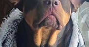 Haven is registered to the contest to win money with this photo: dog, portrait, close_up, brown_dog, black_fur, floppy_ears, amber_eyes, nose, muzzle, white_chest, blanket, bed, indoor, sunlight, cozy, pet, animal, looking_at_camera, fluffy_fabric, funny_expression